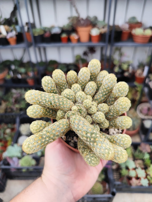 Mammillaria elongata