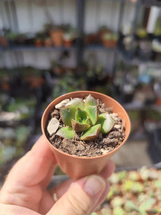 Echeveria purpusorum