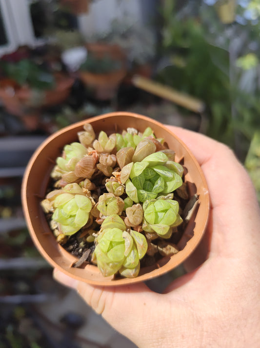 Haworthia cooperii v. truncata