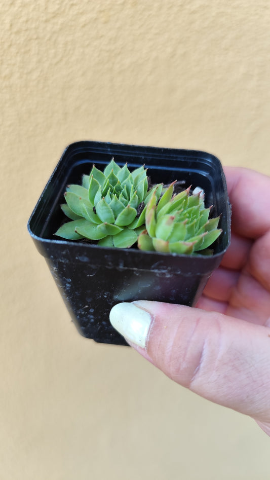 Sempervivum