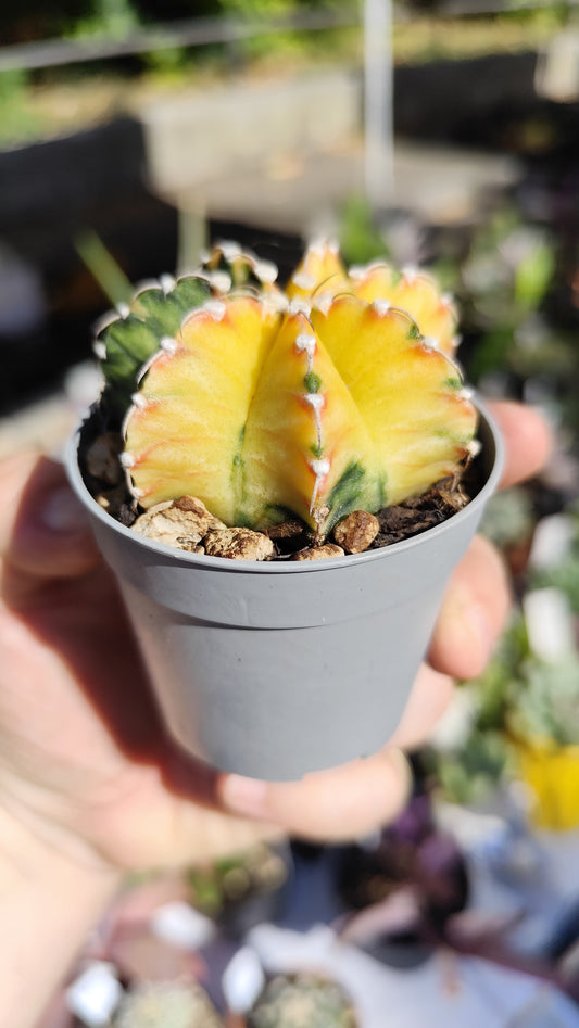 Gymnocalycium mihanovichii variegato