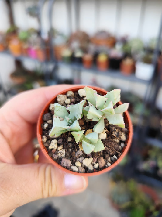 Oscularia deltoides