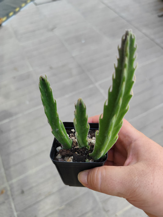 Stapelia hirsuta