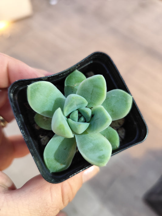 Echeveria albicans