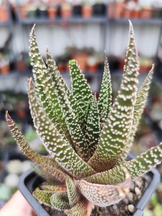 Haworthiopsis attenuata
