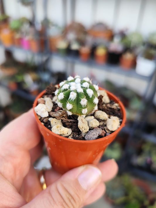 Echinopsis subdenudata