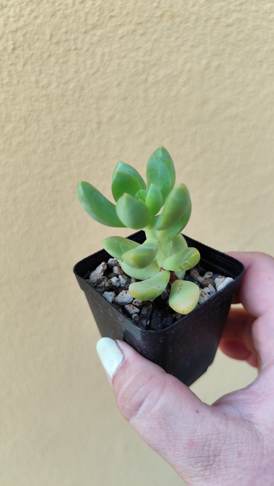 Sedum adolphii
