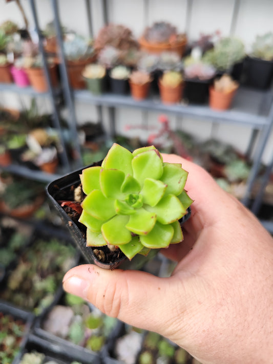Sedeveria letizia