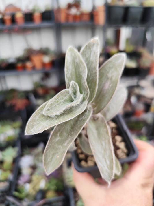 Tradescantia sillamontana