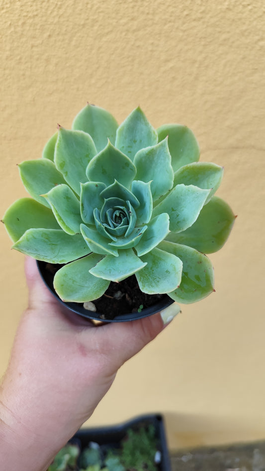 Echeveria imbricata