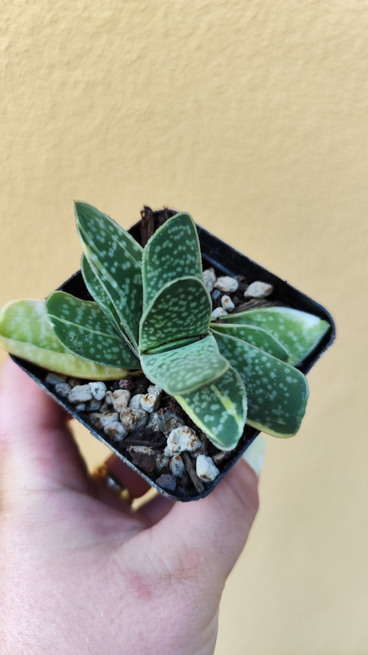 Gasteria minima variegata