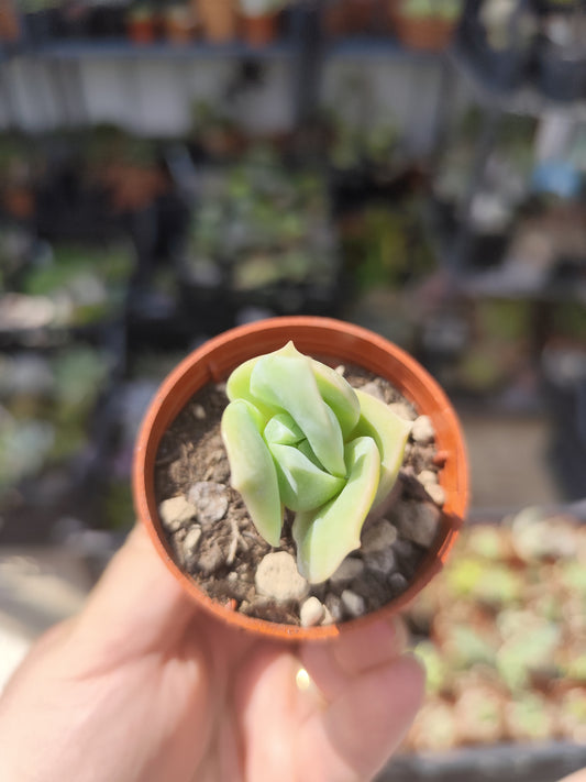 Echeveria lovely rose