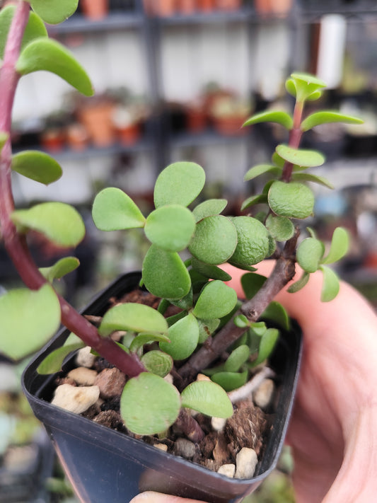 Portulacaria afra