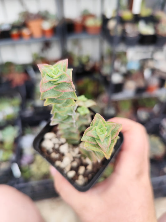Crassula perforata