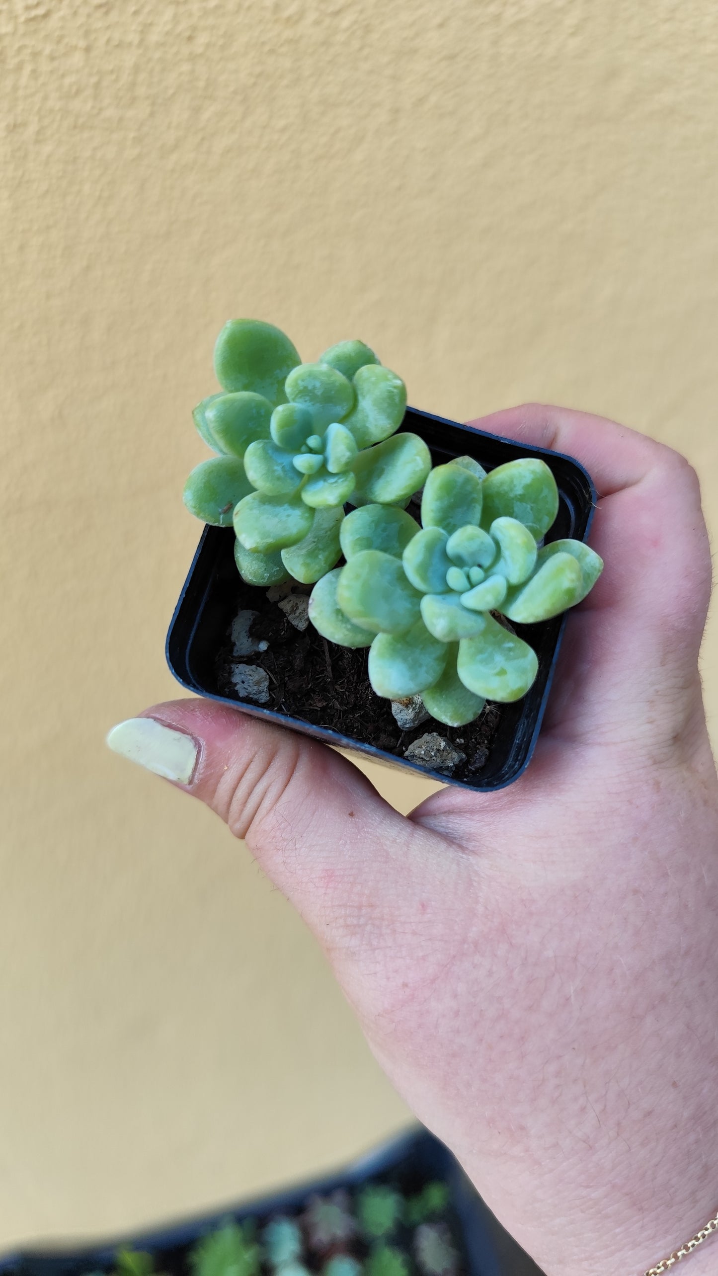 Sedum clavatum