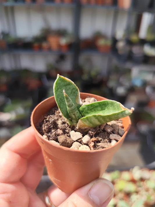 Sansevieria cilindrica