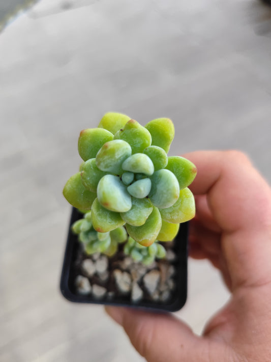 Sedum clavatum