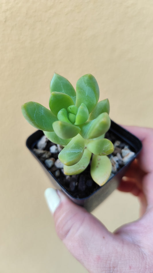 Sedum adolphii