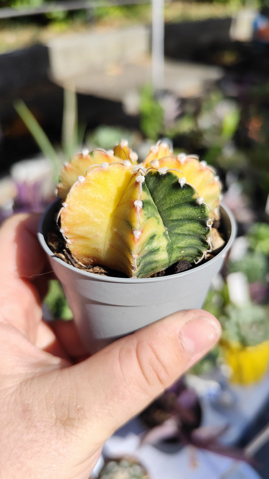 Gymnocalycium mihanovichii variegato