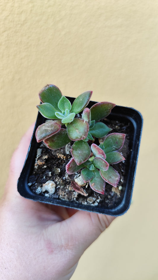 Echeveria pulvinata devotion