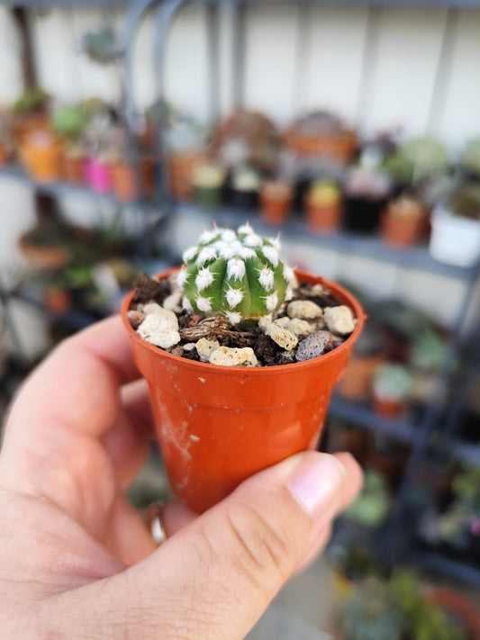 Echinopsis subdenudata