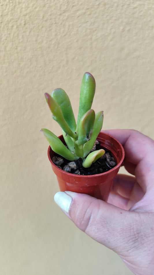 Crassula Hobbit tricolor