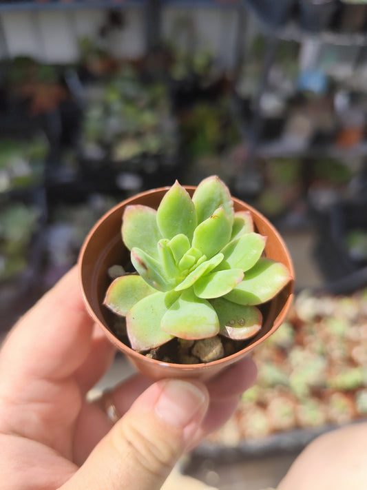 Echeveria sp.