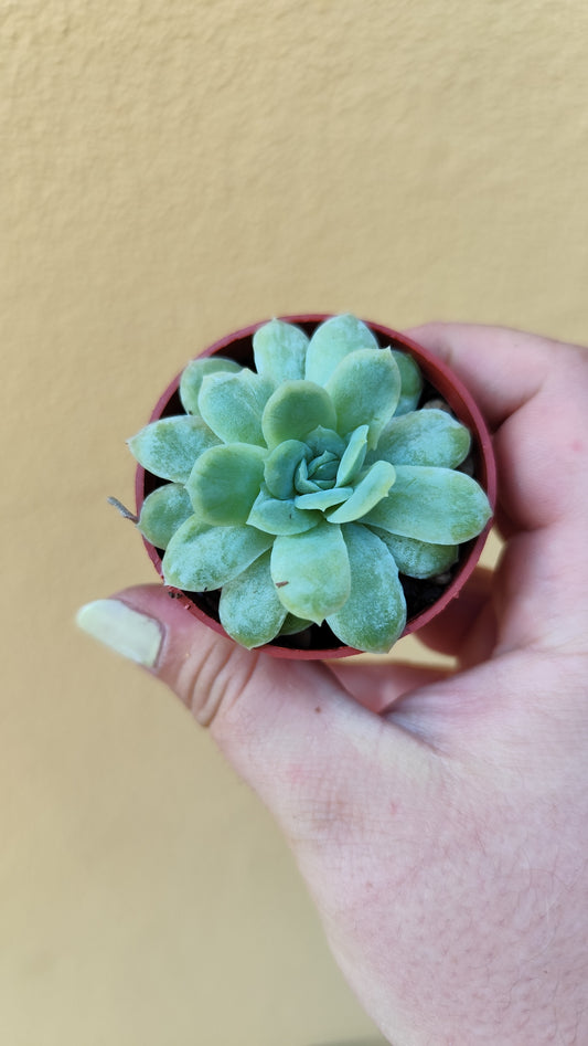 Echeveria elegans mostruosa