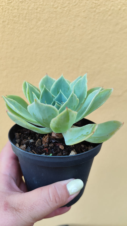 Echeveria imbricata