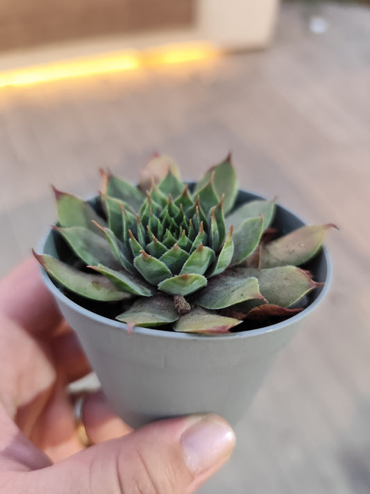 Sempervivum