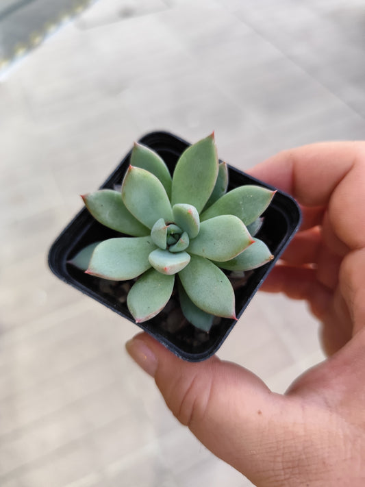 Echeveria sp