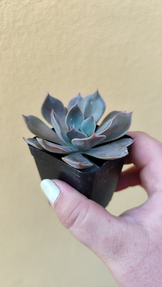Echeveria sp