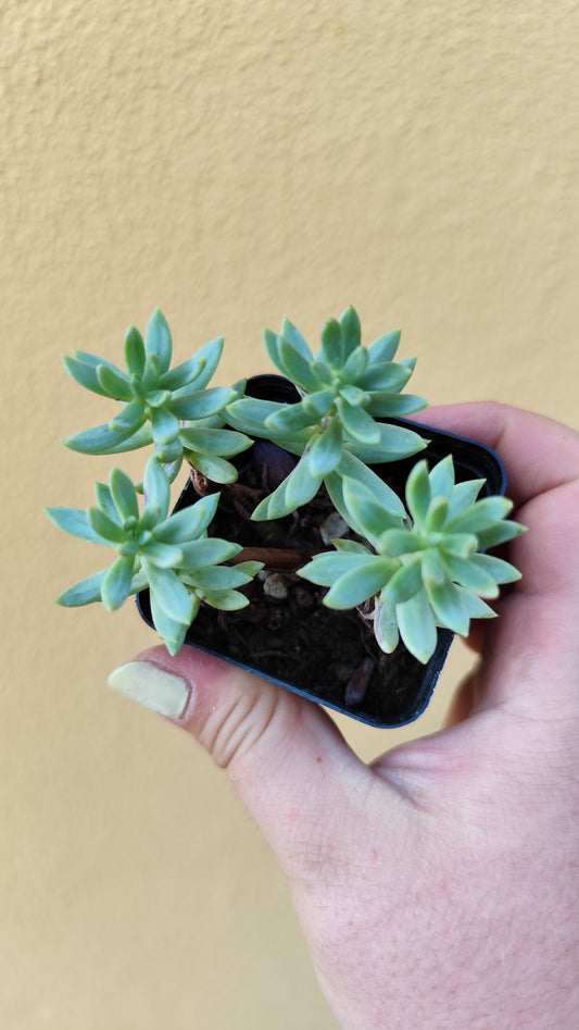 Sedum blue spruce