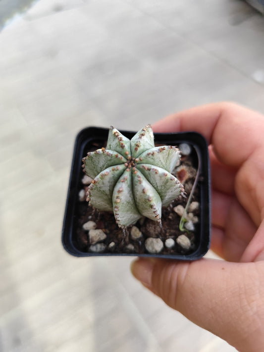 Euphorbia tanzania