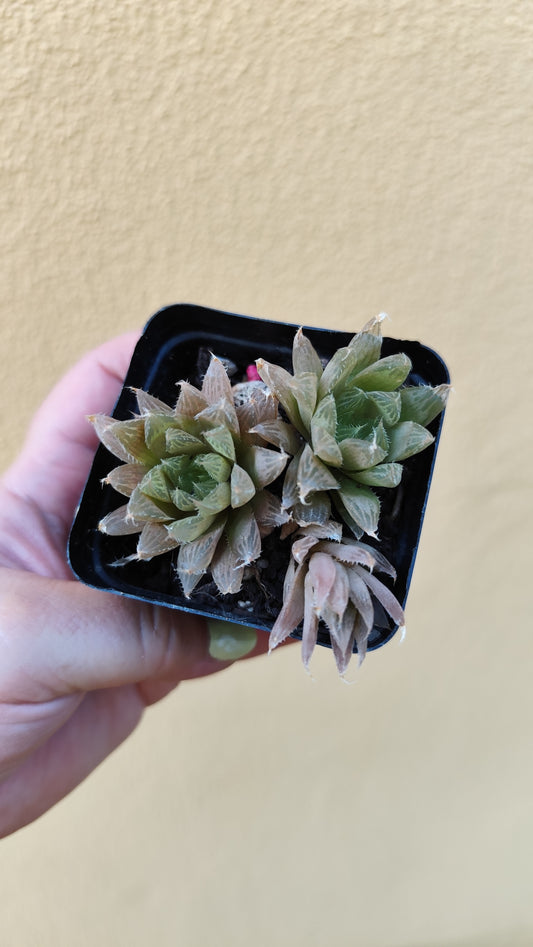 Haworthia cooperii pilifera