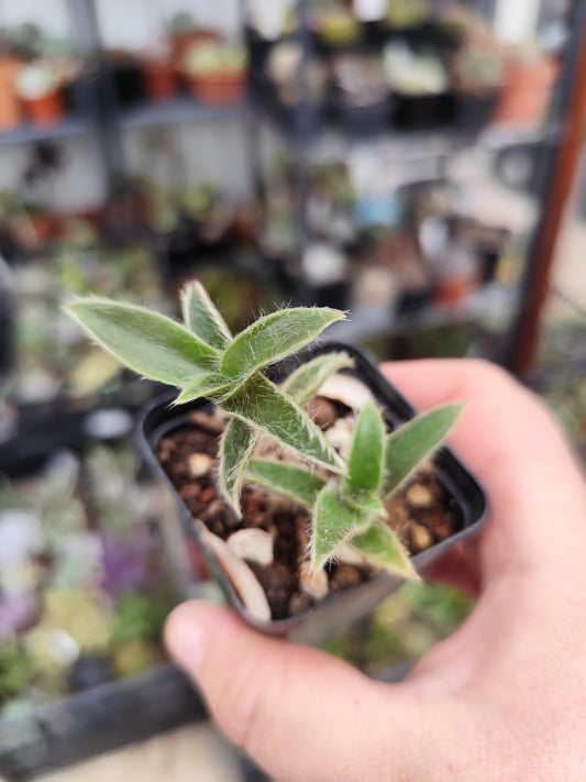 Cyanotis somaliensis