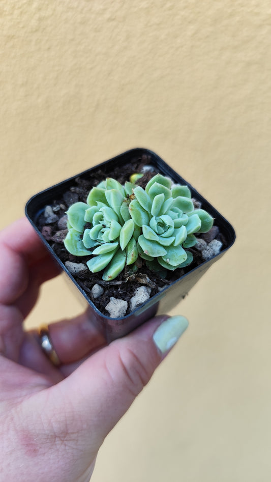 Echeveria elegans crestata