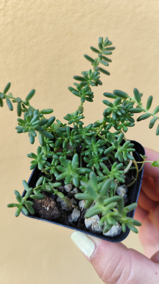 Sedum album