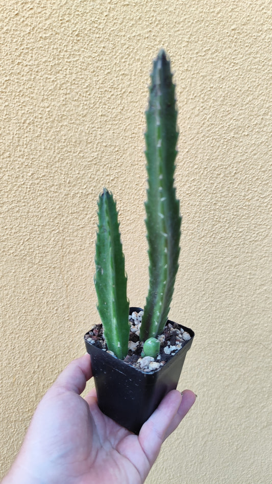 Stapelia hirsuta