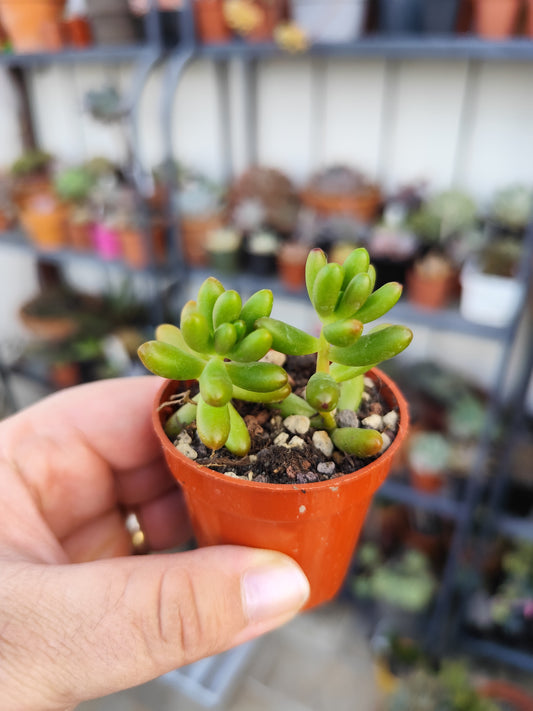 Sedum rubrotinctum