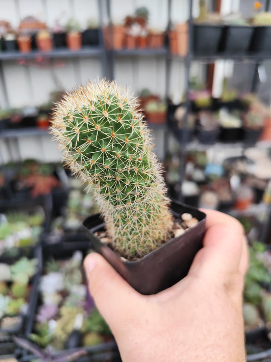 Mammillaria sp
