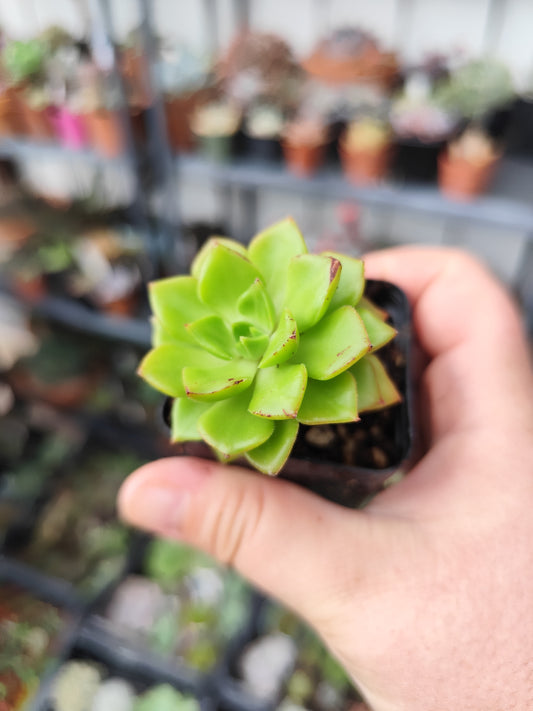 Sedeveria letizia