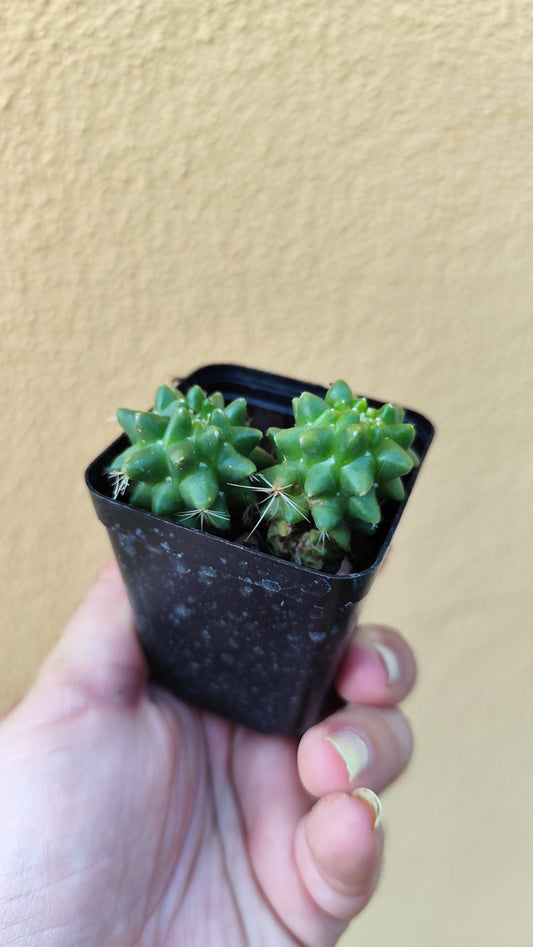 Mammillaria polythele