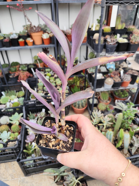 Tradescantia pallida
