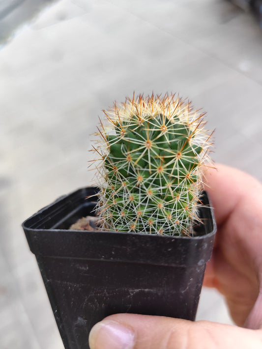 Mammillaria sp