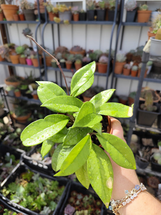Hoya carnosa