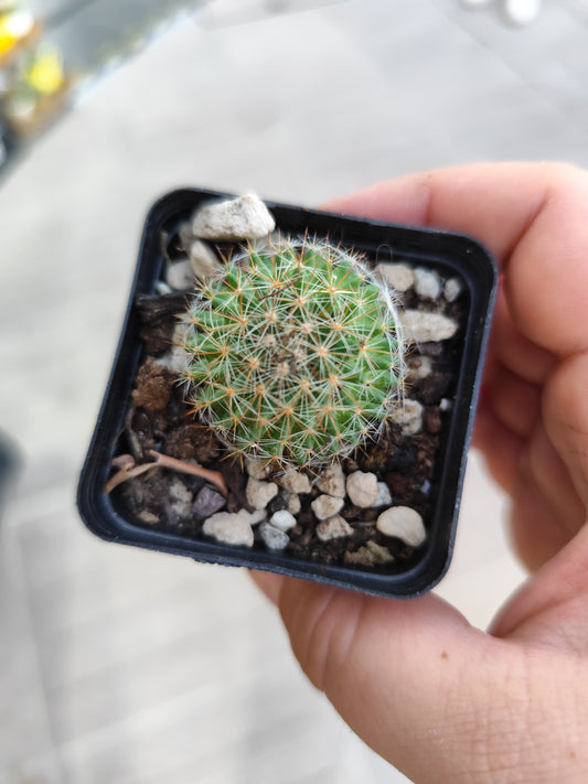 Mammillaria sp