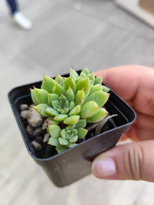 Echeveria tippy