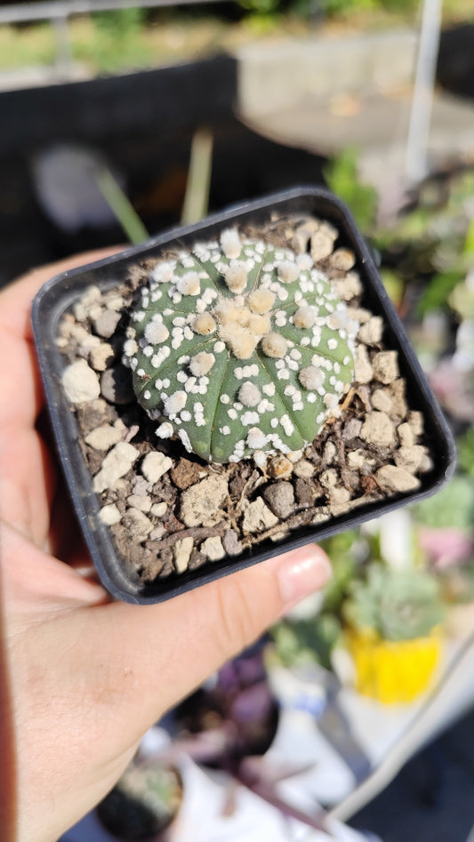 Astrophytum asterias