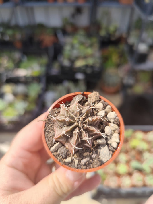 Gymnocalycium milhanovichii